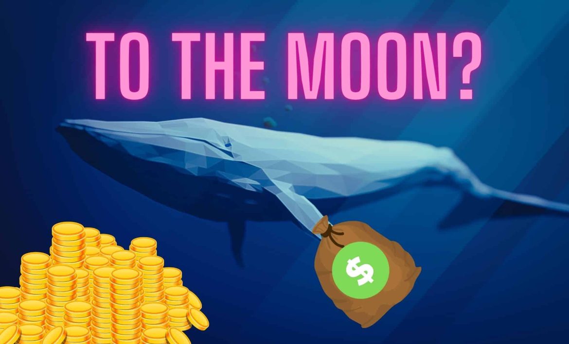 Киты раскрывают другого победителя? Они купили до 250 миллионов штук этой криптовалюты
