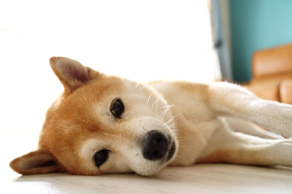 Сколько может стоить Шиба Ину, если биткойн достигнет 100 000 долларов? Эксперты согласны!
