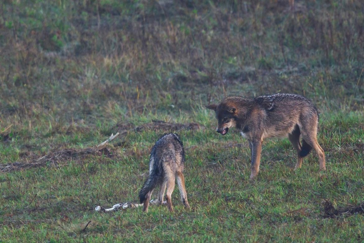 Союз Волки больше не будут строго защищены. Вы сможете стрелять в них
    

