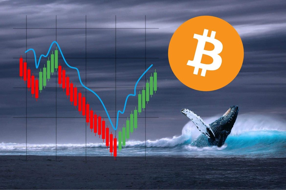 Биткойн пройдет еще один аварий? Киты не продают и не покупают, но они дают четкий сигнал, который может произойти через мгновение
