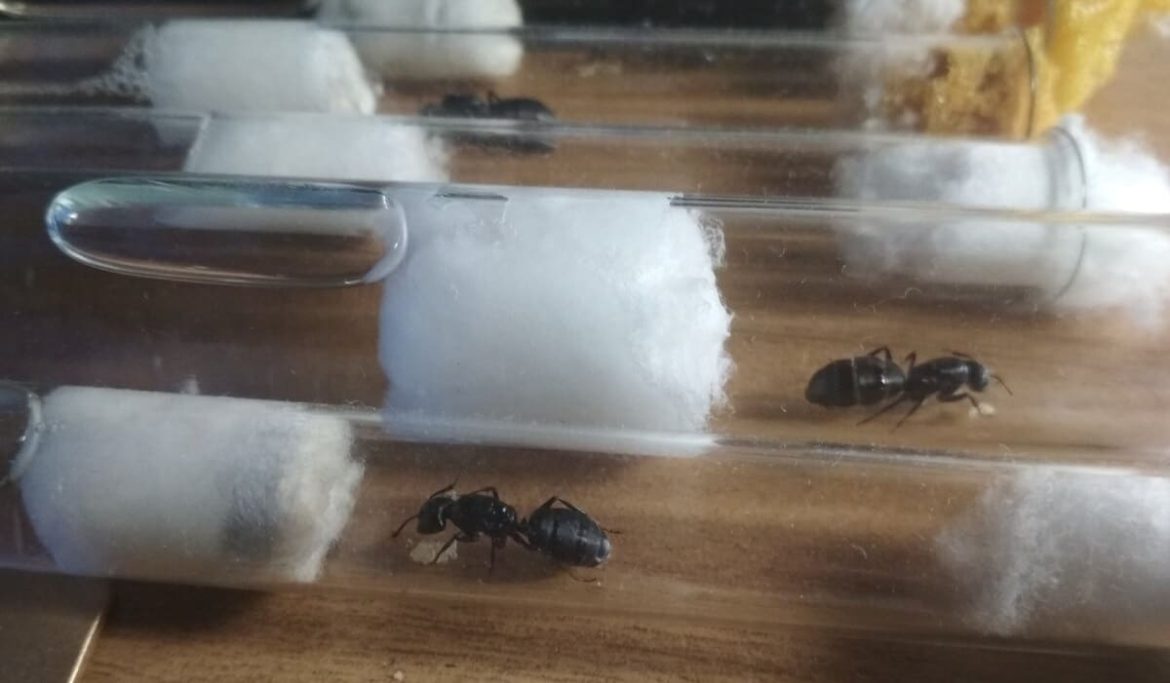 Международная банда за тюрьму - для кражи *муравьев *
