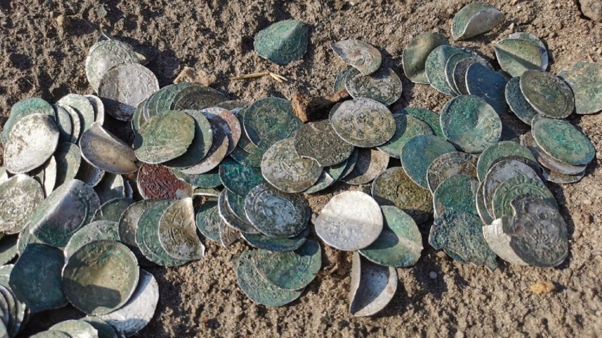 Серебряные монеты с сотнями разбросаны по земле. Две - лечебные «коллекции» польских искателей - с законом на заднем плане
