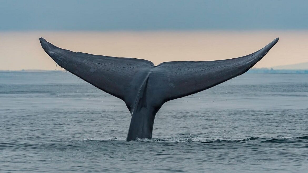 Древние биткойн -киты продают рекордные суммы BTC. "Hossa End Trailer". Что происходит?
