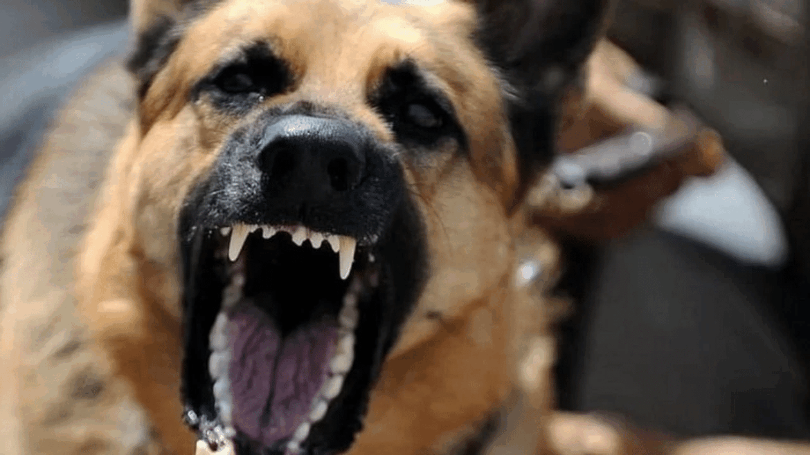 Собаки бесконтрольные, полиция обеспечила безнаказанность "подставленному" преступнику? Итог знаменитой трагедии
