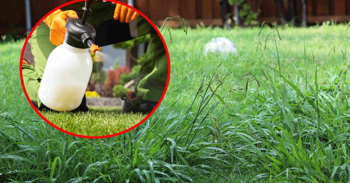 Компенсации за Roundup: Bayer заплатит 37,6 млрд злотых. Кто получит деньги?
