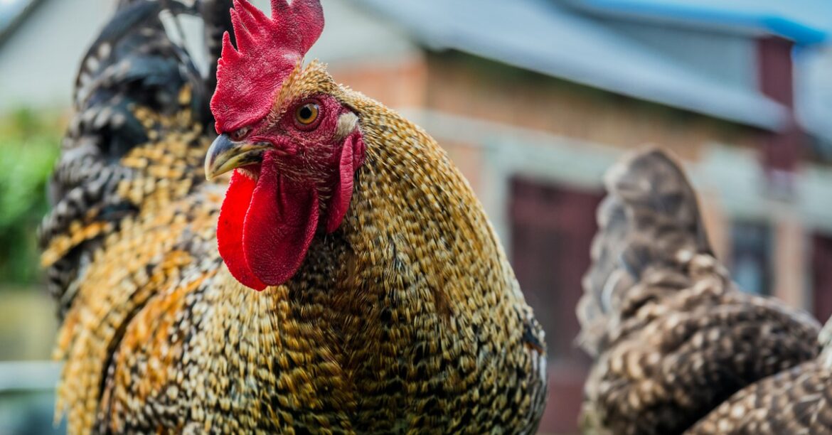 Пекин готов использовать аргумент о доступе к рынку. Китай стремится атаковать интересы фермеров, чтобы получить преимущество в торговых спорах. Этому способствует стратегия построения самодостаточности... сегодня, 17:16
