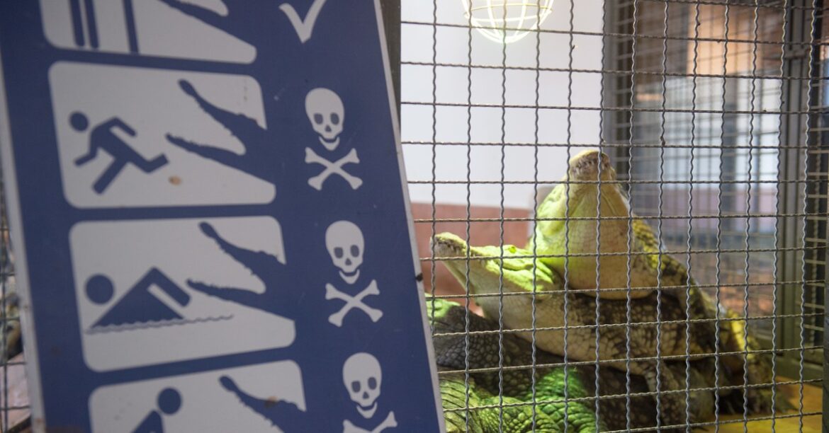 Он убегал от слона в реку и попал в пасть крокодила. Трагический конец рыбалки. Трое замбийцев, возвращавшиеся в свой лагерь с рыбалки, наткнулись на стадо слонов, которое заставило их бежать. Один из мужчин прыгнул... сегодня, 2 минуты назад
